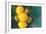 Lemons-Karyn Millet-Framed Photographic Print