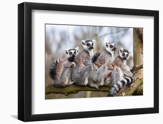 Lemur Family Sitting Together in Tree Trunk-PaulMaguire-Framed Photographic Print