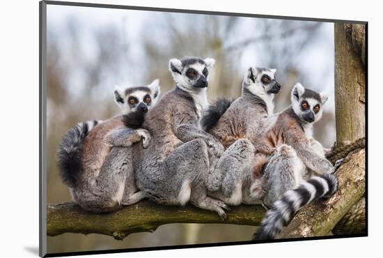 Lemur Family Sitting Together in Tree Trunk-PaulMaguire-Mounted Photographic Print