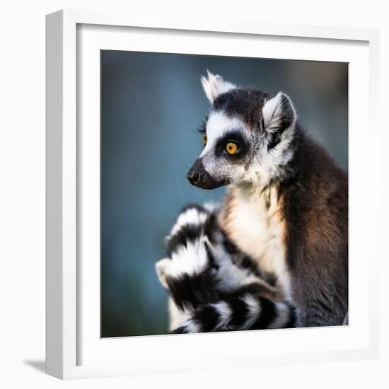 Lemur Kata (Lemur Catta)-l i g h t p o e t-Framed Photographic Print