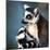 Lemur Kata (Lemur Catta)-l i g h t p o e t-Mounted Photographic Print