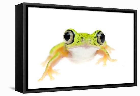 Lemur Leaf Frog (Hylomantis Lemur) Captive, Occurs in Central and South America-Edwin Giesbers-Framed Premier Image Canvas