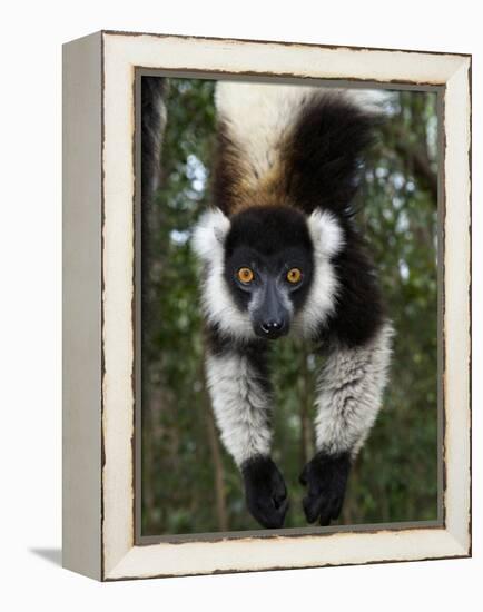 Lemur, Madagascar-Andres Morya Hinojosa-Framed Premier Image Canvas