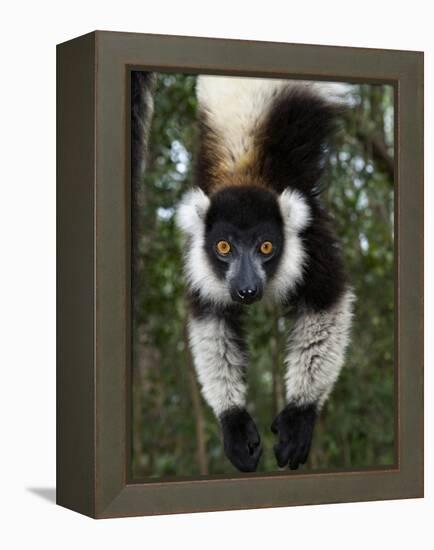 Lemur, Madagascar-Andres Morya Hinojosa-Framed Premier Image Canvas