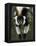 Lemur, Madagascar-Andres Morya Hinojosa-Framed Premier Image Canvas