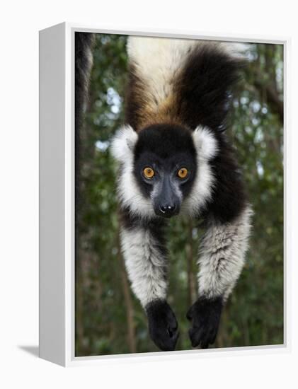 Lemur, Madagascar-Andres Morya Hinojosa-Framed Premier Image Canvas