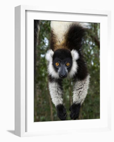 Lemur, Madagascar-Andres Morya Hinojosa-Framed Photographic Print