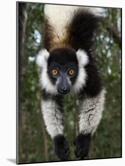Lemur, Madagascar-Andres Morya Hinojosa-Mounted Photographic Print