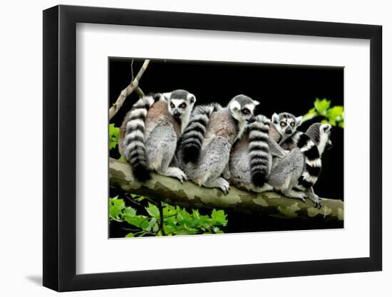 Lemur Monkey on a Tree-izanbar-Framed Photographic Print