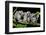 Lemur Monkey on a Tree-izanbar-Framed Photographic Print