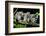 Lemur Monkey on a Tree-izanbar-Framed Photographic Print