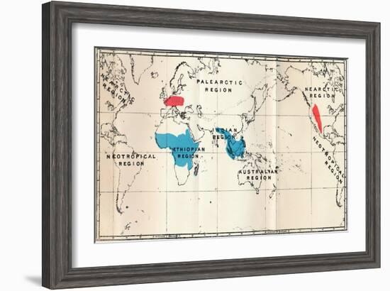 'Lemuroidea - I. Map, Showing the distribution of Living (Blue) and Fossil (Red)', 1897-Unknown-Framed Giclee Print