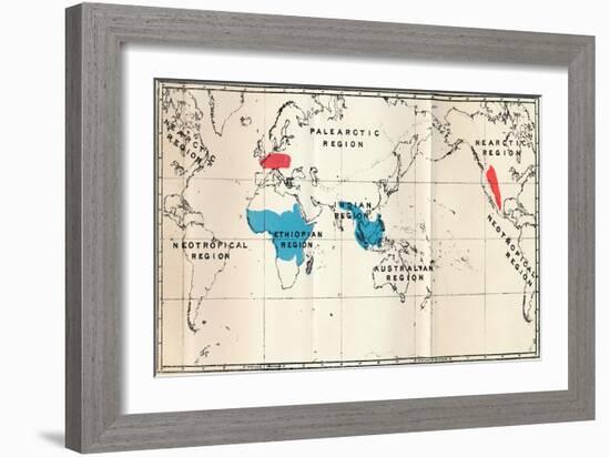 'Lemuroidea - I. Map, Showing the distribution of Living (Blue) and Fossil (Red)', 1897-Unknown-Framed Giclee Print