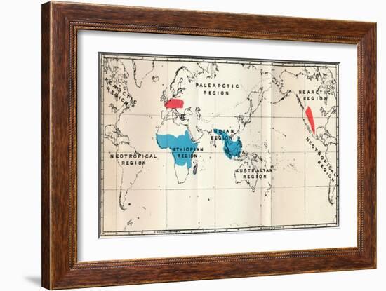 'Lemuroidea - I. Map, Showing the distribution of Living (Blue) and Fossil (Red)', 1897-Unknown-Framed Giclee Print