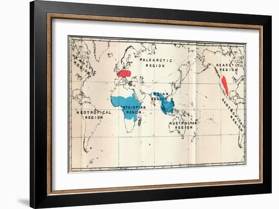 'Lemuroidea - I. Map, Showing the distribution of Living (Blue) and Fossil (Red)', 1897-Unknown-Framed Giclee Print