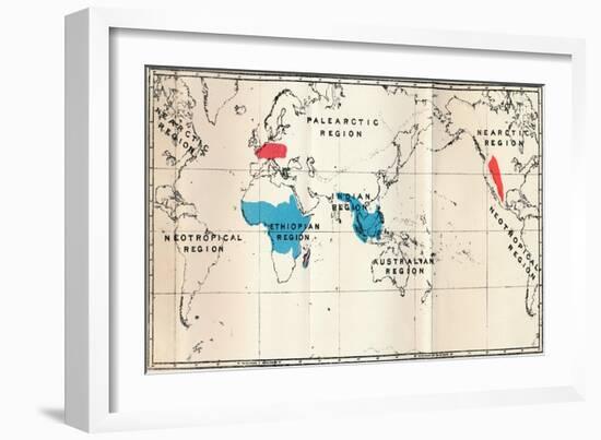 'Lemuroidea - I. Map, Showing the distribution of Living (Blue) and Fossil (Red)', 1897-Unknown-Framed Giclee Print