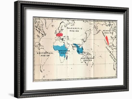 'Lemuroidea - I. Map, Showing the distribution of Living (Blue) and Fossil (Red)', 1897-Unknown-Framed Giclee Print