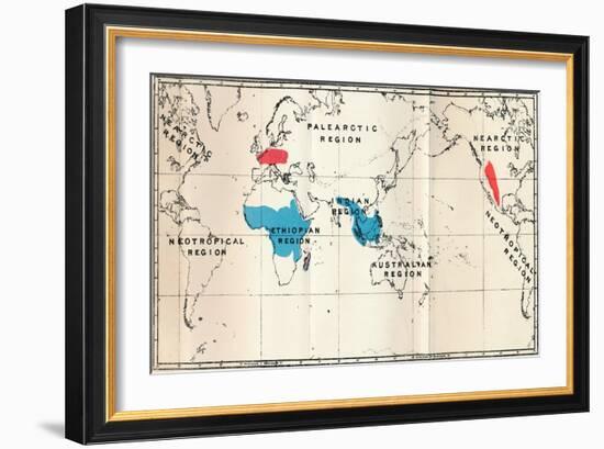 'Lemuroidea - I. Map, Showing the distribution of Living (Blue) and Fossil (Red)', 1897-Unknown-Framed Giclee Print