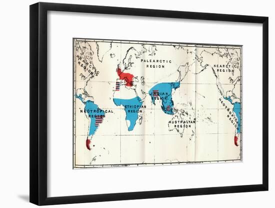 'Lemuroidea - IV. Map, Showing distribution of Living (Blue) and Fossil (Red) Anthropoidea ', 1897-Unknown-Framed Giclee Print