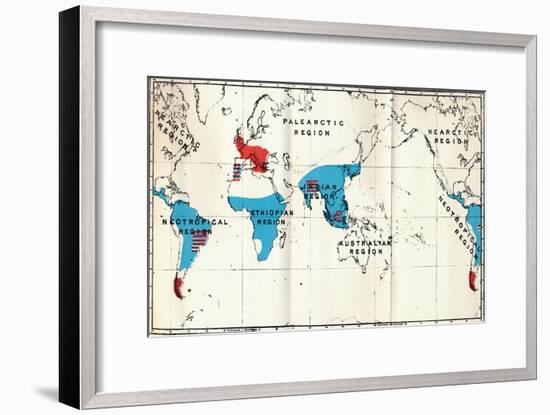 'Lemuroidea - IV. Map, Showing distribution of Living (Blue) and Fossil (Red) Anthropoidea ', 1897-Unknown-Framed Giclee Print