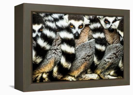 Lemurs (Lemuroidea), Cotswold Safari Park, Oxfordshire, England, United Kingdom, Europe-John Alexander-Framed Premier Image Canvas