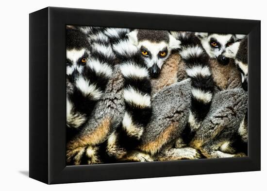 Lemurs (Lemuroidea), Cotswold Safari Park, Oxfordshire, England, United Kingdom, Europe-John Alexander-Framed Premier Image Canvas