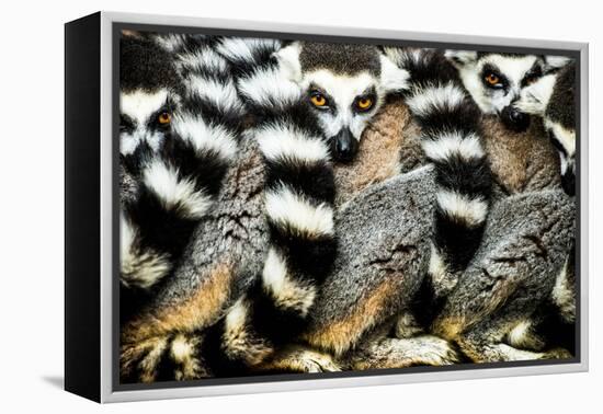 Lemurs (Lemuroidea), Cotswold Safari Park, Oxfordshire, England, United Kingdom, Europe-John Alexander-Framed Premier Image Canvas