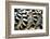 Lemurs (Lemuroidea), Cotswold Safari Park, Oxfordshire, England, United Kingdom, Europe-John Alexander-Framed Photographic Print