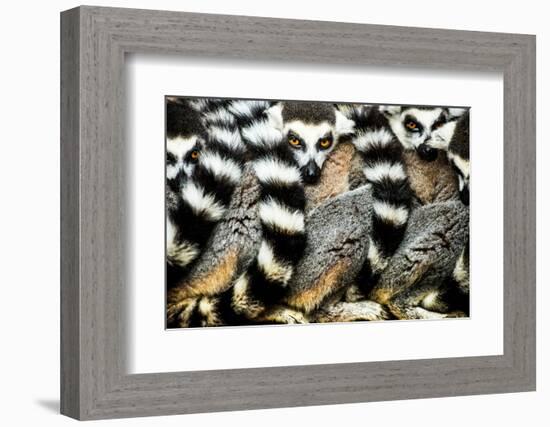 Lemurs (Lemuroidea), Cotswold Safari Park, Oxfordshire, England, United Kingdom, Europe-John Alexander-Framed Photographic Print