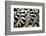 Lemurs (Lemuroidea), Cotswold Safari Park, Oxfordshire, England, United Kingdom, Europe-John Alexander-Framed Photographic Print