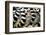 Lemurs (Lemuroidea), Cotswold Safari Park, Oxfordshire, England, United Kingdom, Europe-John Alexander-Framed Photographic Print