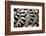 Lemurs (Lemuroidea), Cotswold Safari Park, Oxfordshire, England, United Kingdom, Europe-John Alexander-Framed Photographic Print