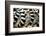 Lemurs (Lemuroidea), Cotswold Safari Park, Oxfordshire, England, United Kingdom, Europe-John Alexander-Framed Photographic Print