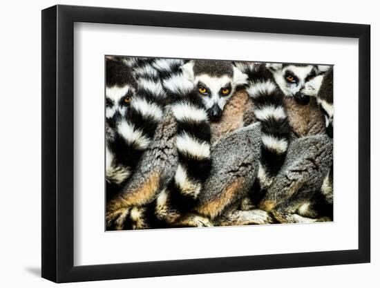 Lemurs (Lemuroidea), Cotswold Safari Park, Oxfordshire, England, United Kingdom, Europe-John Alexander-Framed Photographic Print