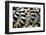 Lemurs (Lemuroidea), Cotswold Safari Park, Oxfordshire, England, United Kingdom, Europe-John Alexander-Framed Photographic Print