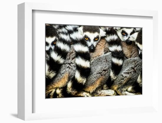 Lemurs (Lemuroidea), Cotswold Safari Park, Oxfordshire, England, United Kingdom, Europe-John Alexander-Framed Photographic Print