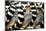 Lemurs (Lemuroidea), Cotswold Safari Park, Oxfordshire, England, United Kingdom, Europe-John Alexander-Mounted Photographic Print