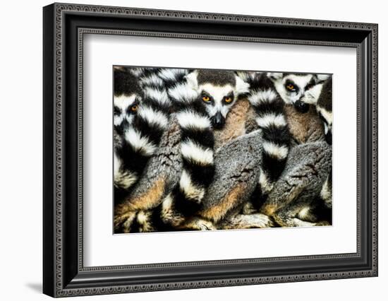 Lemurs (Lemuroidea), Cotswold Safari Park, Oxfordshire, England, United Kingdom, Europe-John Alexander-Framed Photographic Print