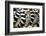 Lemurs (Lemuroidea), Cotswold Safari Park, Oxfordshire, England, United Kingdom, Europe-John Alexander-Framed Photographic Print