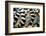 Lemurs (Lemuroidea), Cotswold Safari Park, Oxfordshire, England, United Kingdom, Europe-John Alexander-Framed Photographic Print