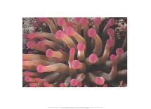 Tentacles of Giant Anemone Stoichactis-Leni Riefenstahl-Framed Lithograph