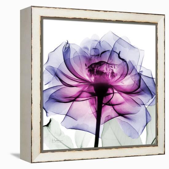 Leni Rose 2-Albert Koetsier-Framed Stretched Canvas