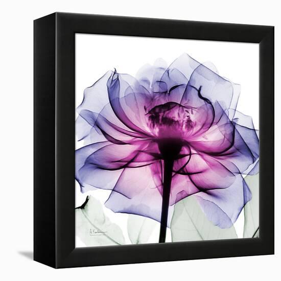 Leni Rose 2-Albert Koetsier-Framed Stretched Canvas