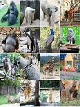 Collage Of Different Animals-LeniKovaleva-Premium Giclee Print