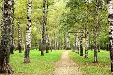 Pathway in Autumn Fog Birch Forest-LeniKovaleva-Photographic Print