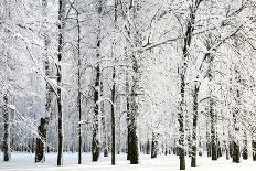 Winter Trees-LeniKovaleva-Framed Photographic Print