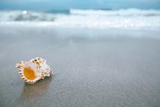 Tropical Shell on White Florida Beach Sand under Sun Light, Shallow Dof-lenka-Photographic Print