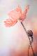 Premium Photographic Print