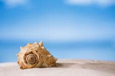 Tropical Shell on White Florida Beach Sand under Sun Light, Shallow Dof-lenka-Photographic Print