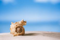 Tropical Shell on White Florida Beach Sand under Sun Light, Shallow Dof-lenka-Framed Photographic Print